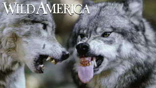 Wild America | S1 E4 Family Feud | Full Episode HD