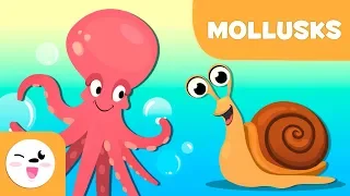 Mollusks for kids - Invertebrate animals - Science for kids