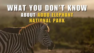 BEYOND ELEPHANTS: EXPLORE HIDDEN BIODIVERSITY OF ADDO ELEPHANT NATIONAL PARK | WILDLIFE DOCUMENTARY