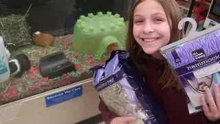 Guinea Pig Shopping The Perfect One