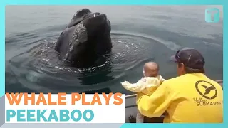 Whale Plays Peekaboo With Baby