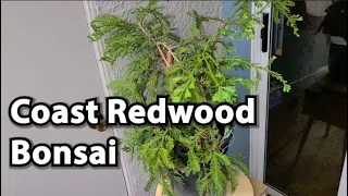 Coast Redwood Bonsai