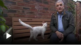 friendly cat interrupts bbc reporters during live broadcast