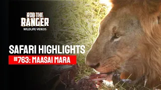 Safari Highlights #763: 13 & 14 May  2023 | Maasai Mara/Zebra Plains | Latest #Wildlife Sightings