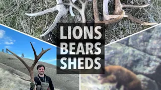 LIONS, BEARS, AND SHEDS | Wild Shed Hunt: PART 2 | S8E2 | Limitless Outdoors