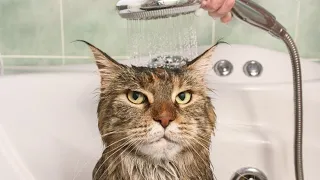 Cats Hate Water! - Funny Cats in Water Compilation 2020