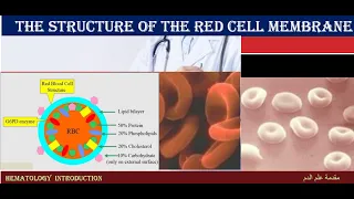 Lecture 3-1 Erythrocyte Membrane Structure