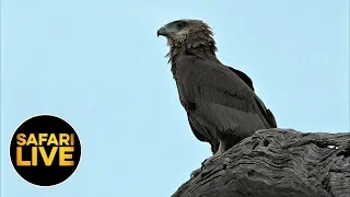 safariLIVE - Sunrise Safari - August 29, 2019