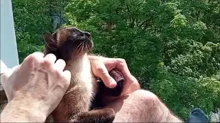 Siamese cat totally indulges in neck rubbing