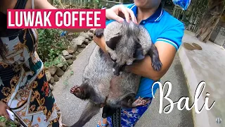 Luwak coffee | Ubud Bali Indonesia - 4K