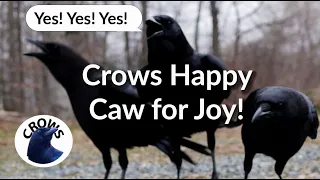Crows Happy Caw for Joy
