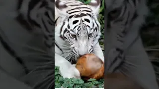 Cute-Powerful big cat v coconut 🥥 🌴