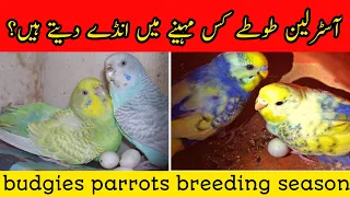 australian parrots breeding season in pakistan | Budgies parrot ka breeding season kb start hota hy