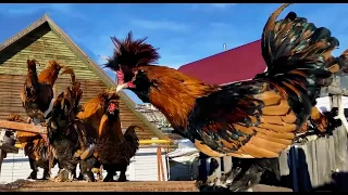 Поют петухи разных пород, Декоративные куры, Altai #bantam #pavlovskie_chickens #Orloff #chickens