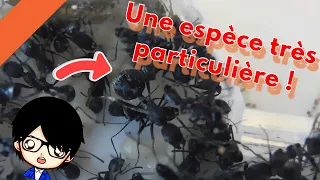 Unboxing belle colonie d'Aphaenogaster senilis !