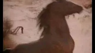The Black Stallion - Cather Rhythm