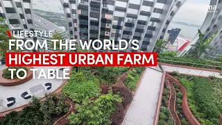 World’s highest rooftop urban farm – 51 floors up in Singapore | CNA Lifestyle