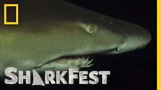 Ragged Tooth Sharks After Dark | SharkFest