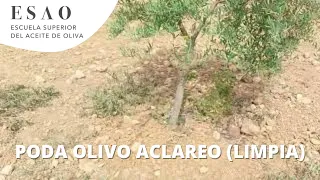 Poda olivo de aclareo (limpia) y formación de plantones jóvenes en mayo