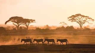 Vast Nature: African Landscapes for Stress Relief, Relaxation, and Meditation (BGM)