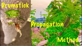 How To Grow Drumstick Tree (Moringa/Sahjan) From Stem Cutting / Drumstick Tree Propagation Method