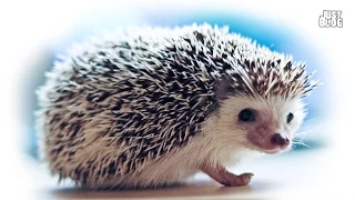 Ёжик по имени Hedgehog :)