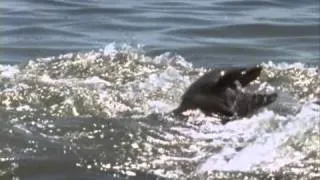 BBC Life Bottlenose Dolphin Hunt - Sir David Attenborough