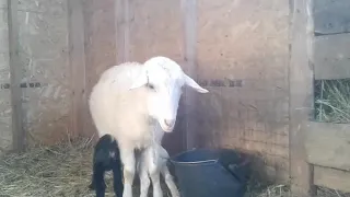 Ура! У нас еще родились козлята!🐐🐐