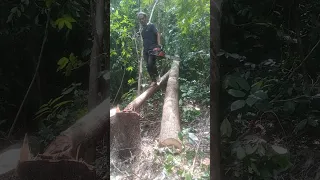 Penebangan yang rumit#woodworking #logging #chainsawman