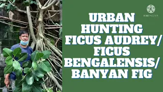 Urban Hunting Ficus Audrey/ Ficus Benghalensis/ Banyan Fig