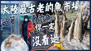 【撫遠】東北限定生魚片！中國大陸最古老的魚市場！「站著賣」的魚你一定沒看過！！一條1000公斤的皇帝魚！東極魚市