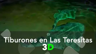 Los Tiburones Angelotes de Las Teresitas | 3D