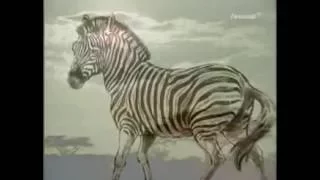 Tiere, die es einmal gab - Das Burchell Zebra (1910 ausgestorben)