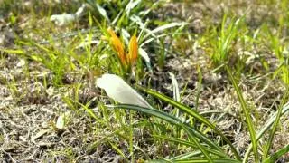 First Crocus Flowers in Spring