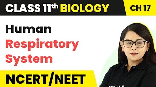 Class 11 Biology Chapter 17 | Human Respiratory System - Breathing and Exchange of Gases
