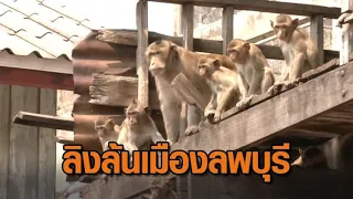 เปิดใจชาวบ้าน หลังประชากรลิงเมืองลพบุรีล้น ป่วน-ทำลายข้าวของ เดือดร้อนจนคนต้องอยู่ในกรงแทน