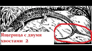 Вторая ящерица "мутант".