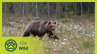 From the Alps to the Polar Sea - Wild & Wide Awake: Spring Across Europe 2/2 - Go Wild