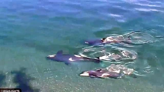 Киты убийцы косатки кайфуют на спине Orca or Killer Whale gets pleasure swimming on its back