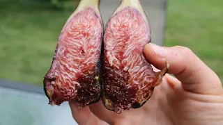 This BREBA FIG was Amazing - First Figs of the Season