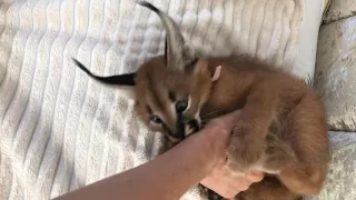 ДИКИЙ КАРАКАЛ ДОМА / WILD CAT CARACAL AT HOME