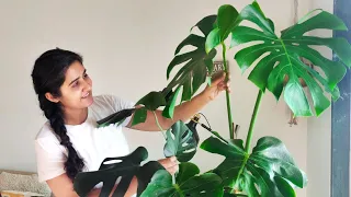 How to Grow and Care for Monstera (Swiss Cheese) Indoors