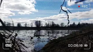 Охота с подсадной на селезня.