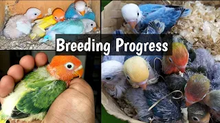 LoveBirds Breeding colony Progress Budgies Parrot Breeding Progess