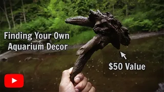 12 Rules For Collecting Aquarium Driftwood