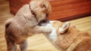 He atacc his mom Pt1! Shiba Inu puppies (with captions)