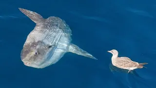 Ocean Sunfish or Mola Mola getting cleaned by sea gull