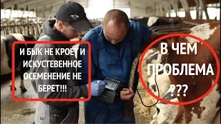 И БЫК не кроет и искуственное осеменение не берет. Как быть?