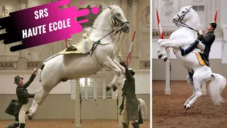 Spanish Riding School Haute Ecole (Airs Above The Ground) White Lipizzaner Stallions