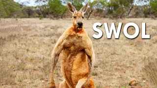 Kangaroos Are Pure Muscle